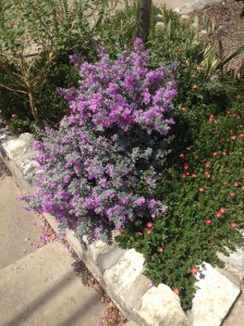 Purple flowers in the park