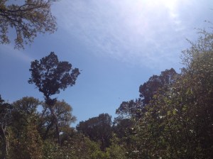 A barely noticeable hawk glides in the blue sky