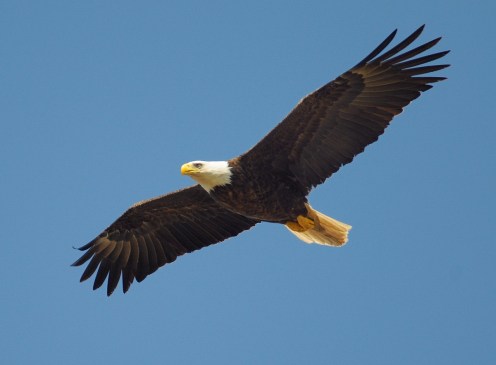eagle-864725_1280